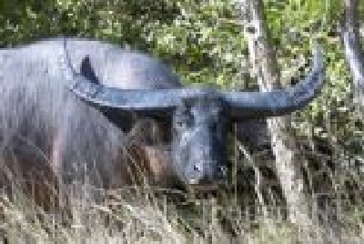 Faszinierende Tierwelt-NT Tiere Buffalo 1.jpg